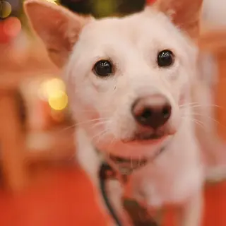 柴犬サイズの小柄な【すももちゃん】♪