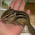 シマリス????️男の子