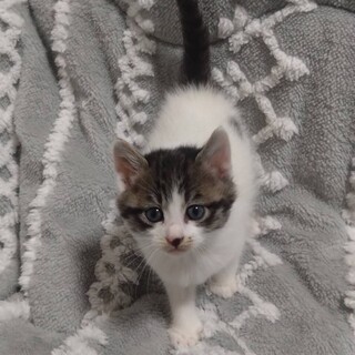 生後1ヶ月半のかわいい「」広島県 - 猫の里親募集(479866