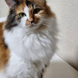 モフモフゴージャスな長毛三毛猫のミケ子さん