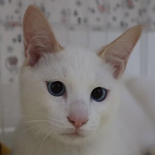 ブルーアイが綺麗な白猫のピット君❣️