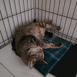 第２９回大口猫の会譲渡会 サムネイル1