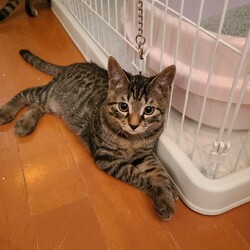 第３０回大口猫の会譲渡会