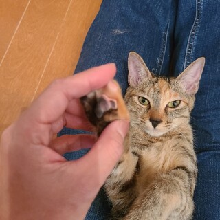 おみみが大きいちゃん