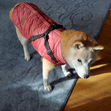 X'masプレゼント♥️これなかなか良い♪ハーネスと防寒着が一体化(*´∇｀)足を通すストレスが半減♪