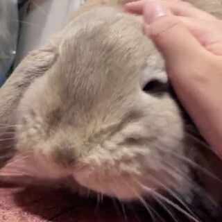 大人しくて優しい子です。