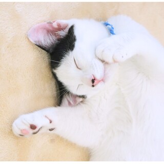 平安顔の穏やか元気！福太郎くん