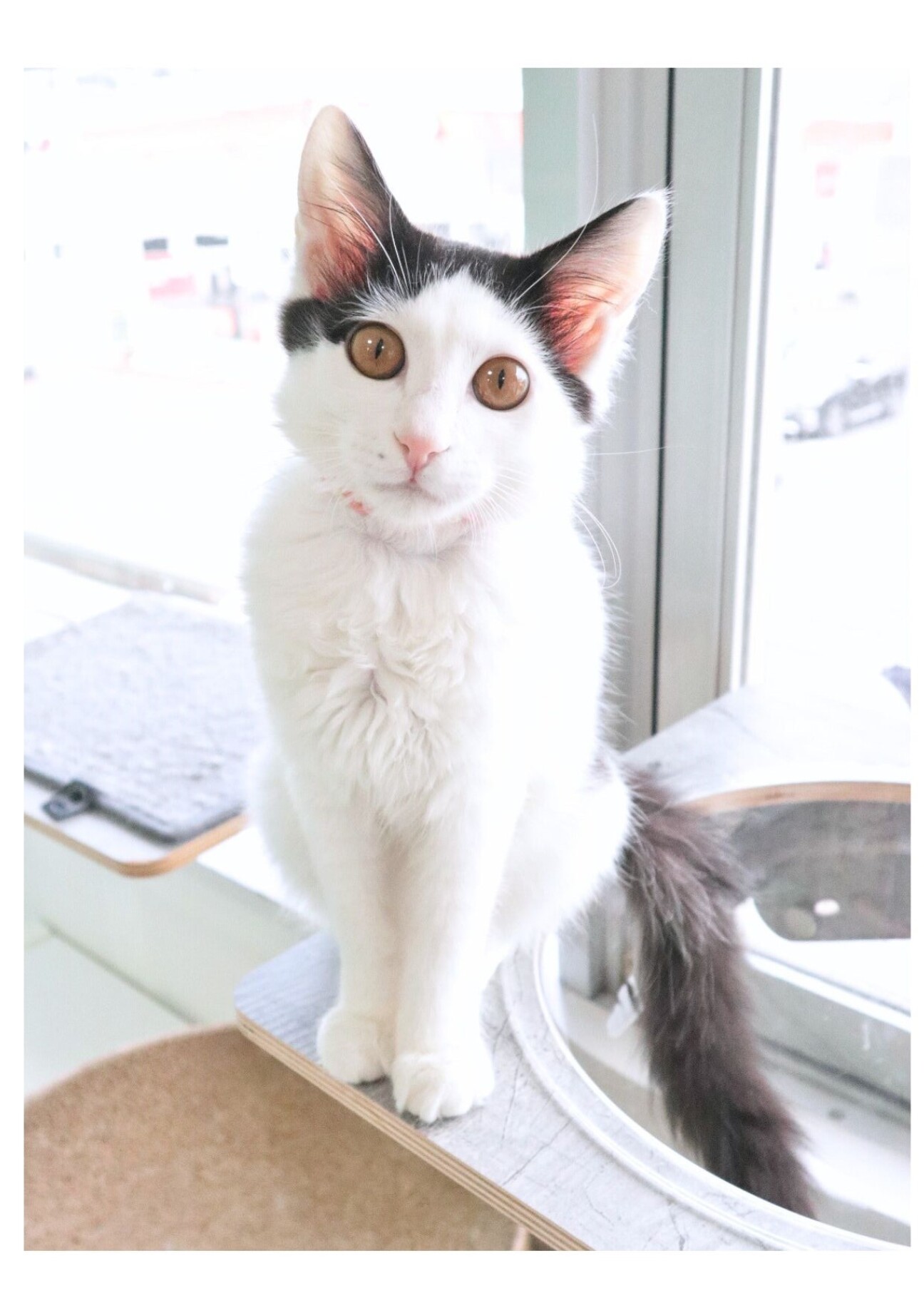 ストーカー気味甘ったれ！豆千代ちゃん サムネイル1