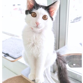 ストーカー気味甘ったれ！豆千代ちゃん