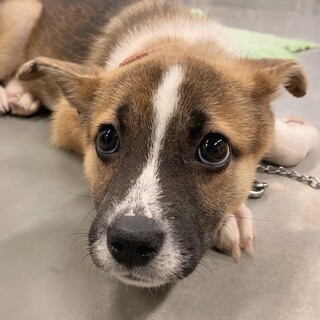 【相談中】かわいい子犬　たのかずくん　2ヶ月