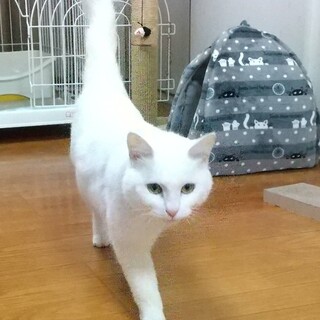 白猫ちゃん 里親さん決定しました