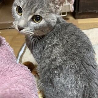 おっとりな冒険家　胡雪