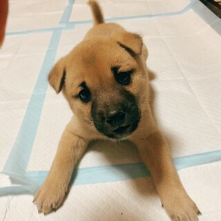 生後2か月仔犬　男の子