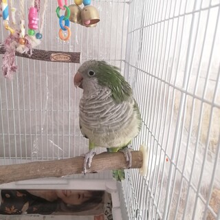 オキナインコ　女の子　ノーマル