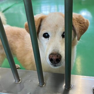 5キロ、ラブ風な小型犬雑種。高齢者応募可