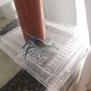 アメリカザリガニ　ブルー　オス