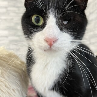 武士のような性格の独眼竜ハナシロちゃん