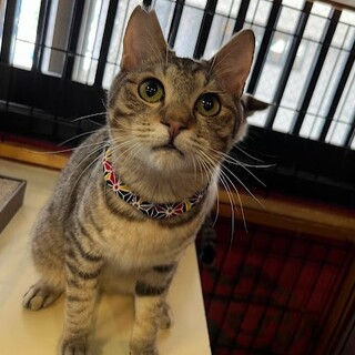 遊ぶのも甘えるのも大好きなれんたくん