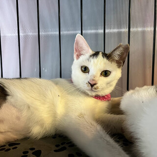 控えだけど甘えん坊なせのちゃん