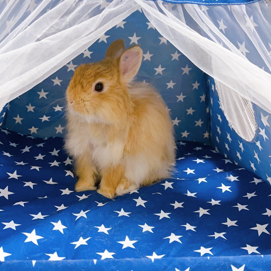 がんものカバー写真