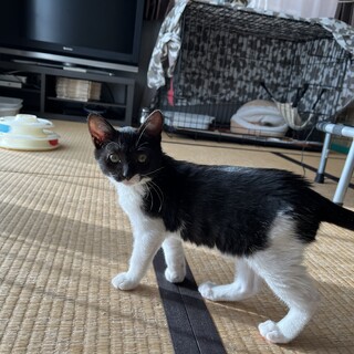 保護した子猫の里親を募集します