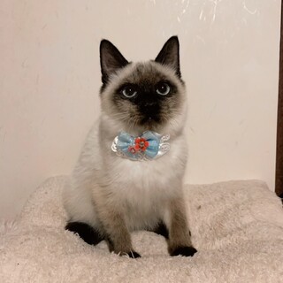 おっとり甘え上手のチャイくん❤️