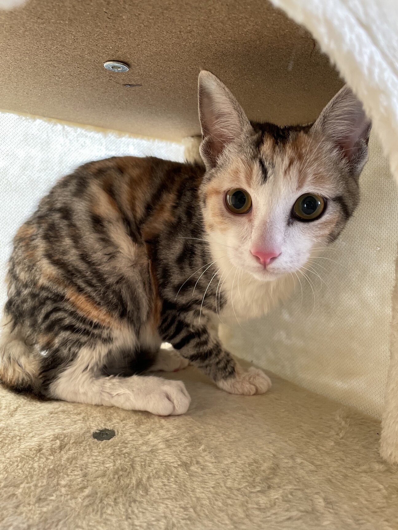 【姉妹譲渡】素敵なカラー サムネイル1