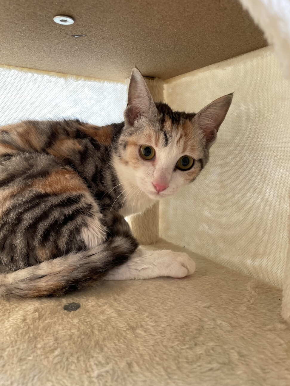 【姉妹譲渡】素敵なカラー サムネイル2