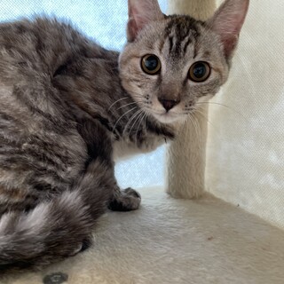 【姉妹譲渡】まんまるおめめ