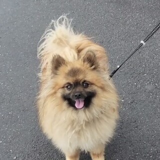 ポメラニアンとパピヨンのハーフです！2歳♀です！