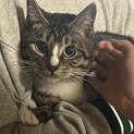 1歳位のオス猫君