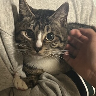 1歳位のオス猫君