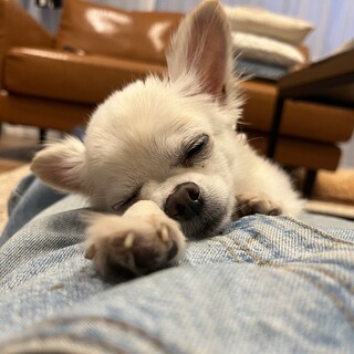 甘えん坊のチワワ