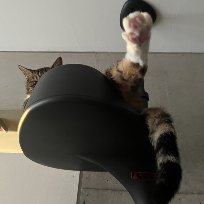 ちだねのカバー写真