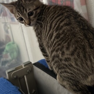 天使のキジトラ子猫❤️早期不妊手術後のお渡し