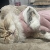 りゅうがあ