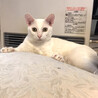 ご機嫌な白猫ドンちゃん ・オス・シッポ黒 サムネイル2