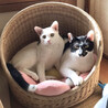 ご機嫌な白猫ドンちゃん ・オス・シッポ黒 サムネイル3