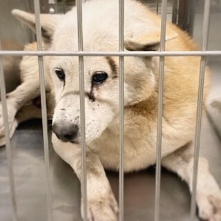 新しいお家を探します！　穏やかな余市くん