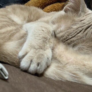 甘えん坊な茶トラ♡