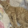 甘えん坊な茶トラ♡ サムネイル2