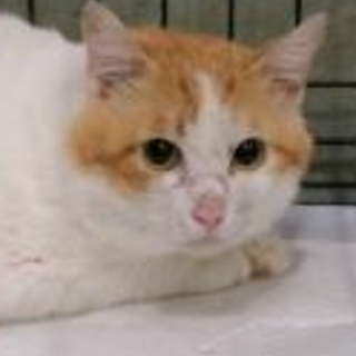 元飼い猫　再び飼い猫としてお迎え下さい。