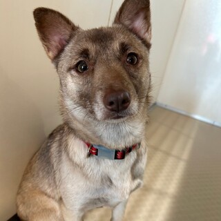 オヤツ大好き小柄で可愛い【エルファバちゃん】♪