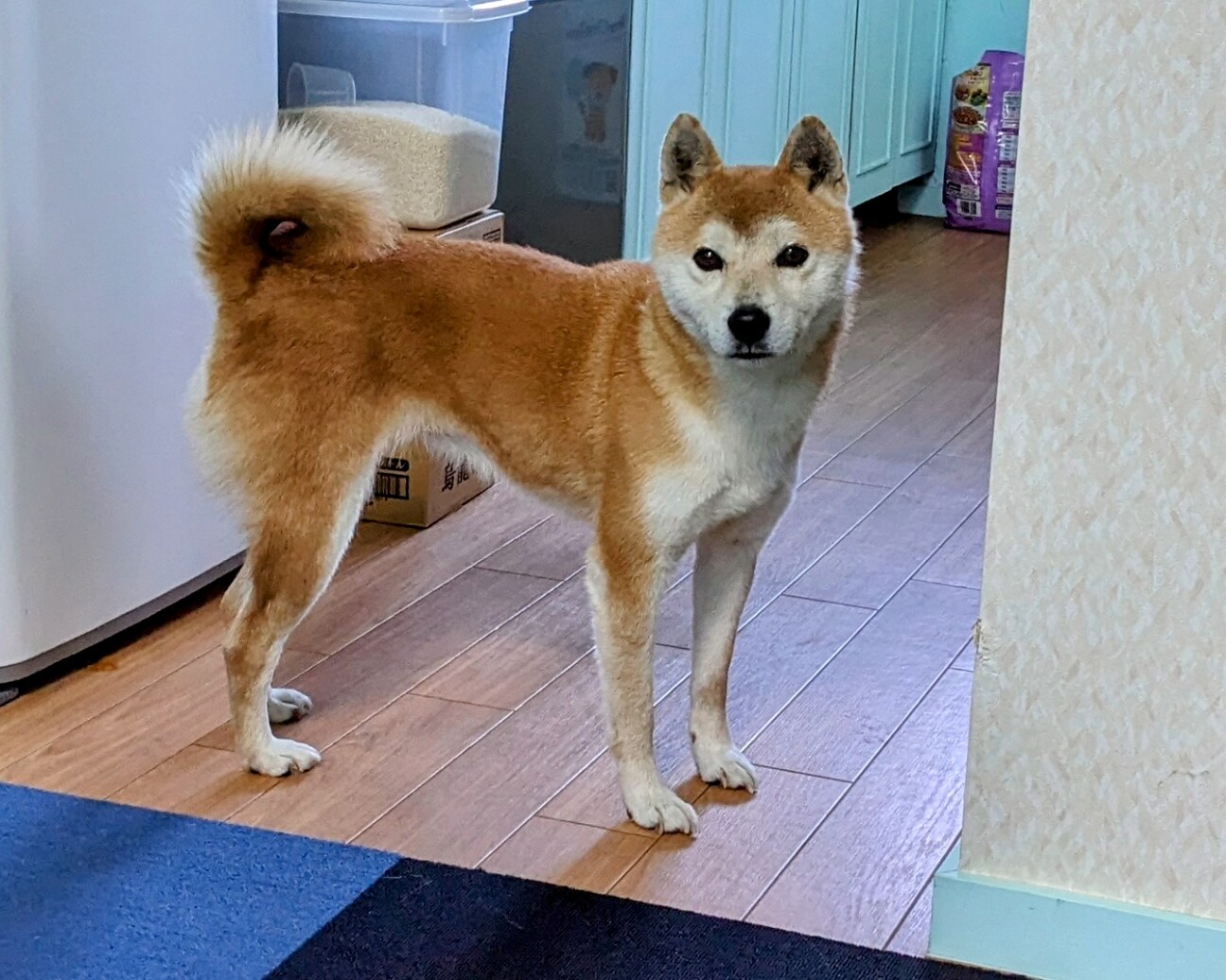 柴犬の里親募集、人懐っこ」神奈川県 - 犬の里親募集(479951) 1枚目