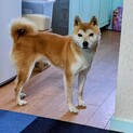 柴犬の里親募集、人懐っこい子供好きのワンちゃんです