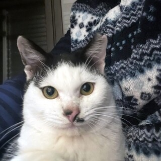 お膝が大好きなハチワレちゃん