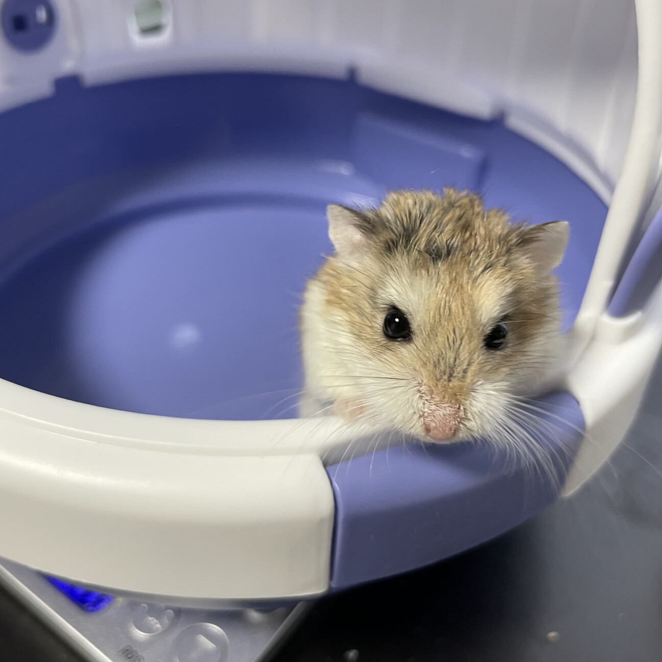 ロボロフスキーハムスター♀2匹」長野県 - 小動物の里親募集(479956