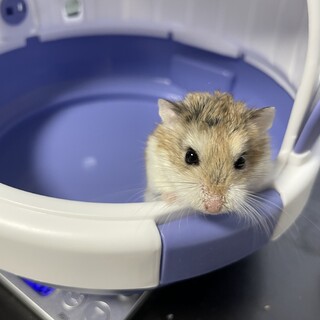 ロボロフスキーハムスター♀２匹