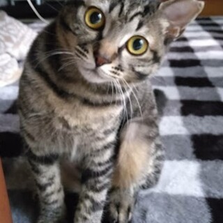 ちょっと人見知りのさんどちゃん