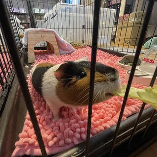 イングリッシュモルモット♂